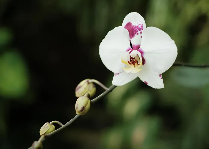 Bumbung Sari * Ubud