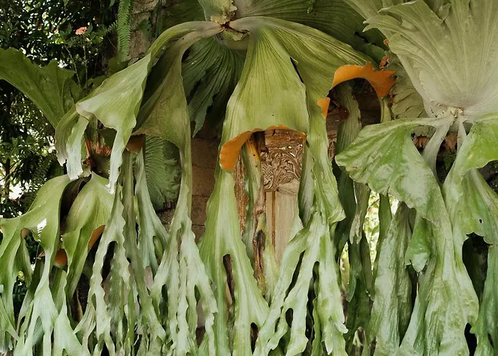 Bumbung Sari * Ubud